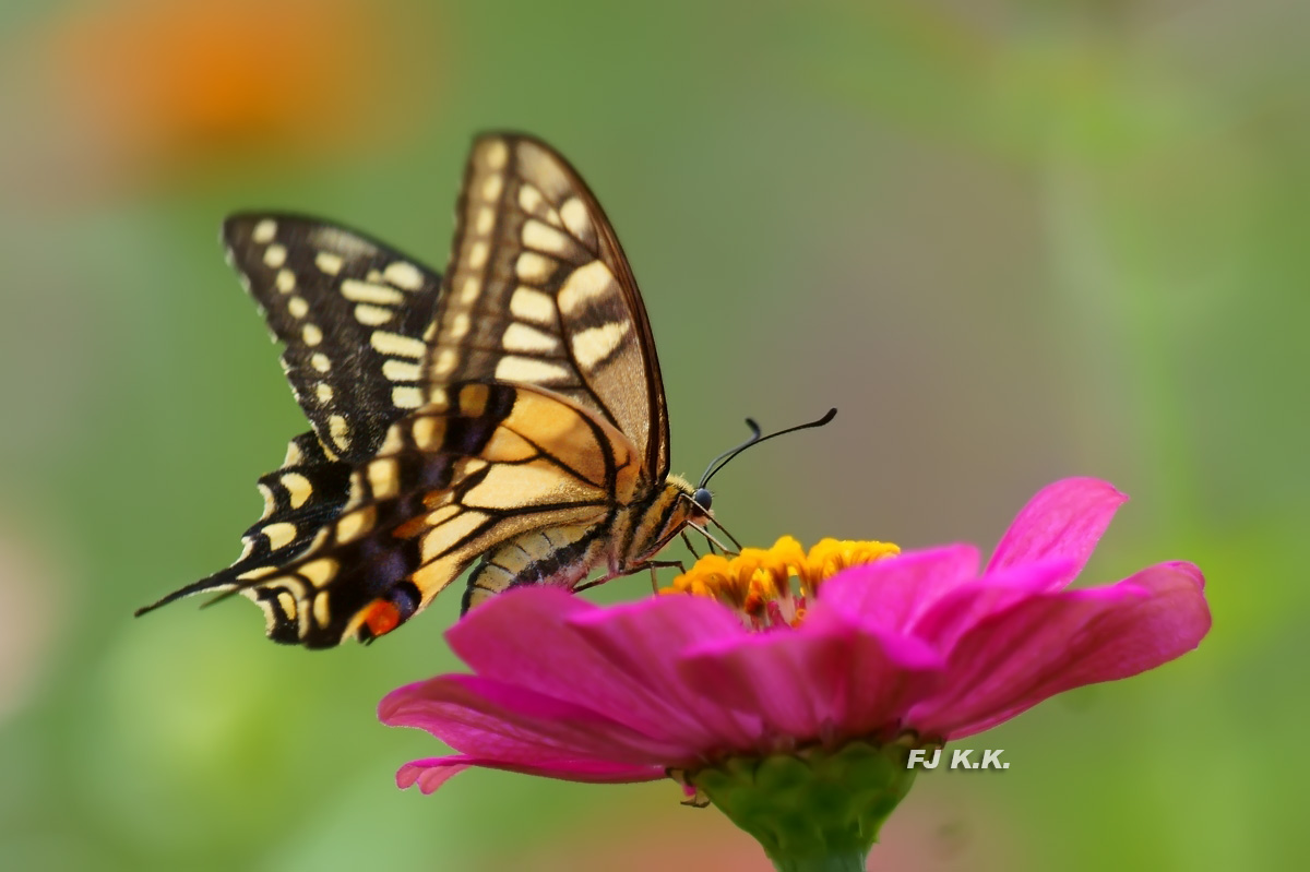 DSC04352a.jpg