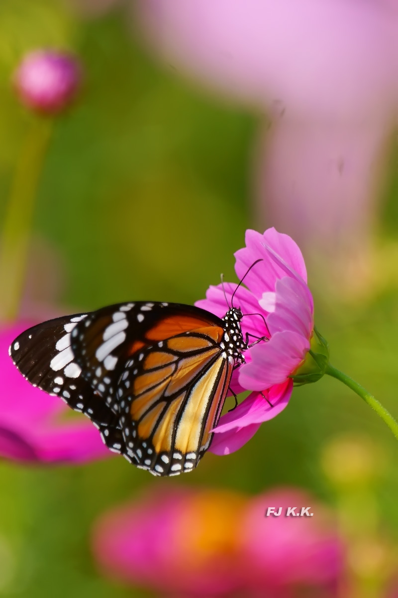 DSC04703a.jpg