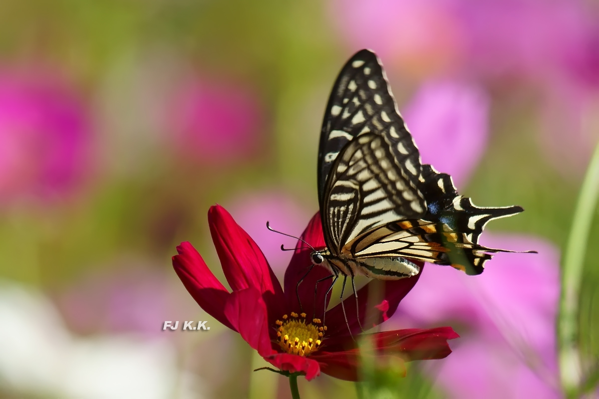 DSC03683a.jpg