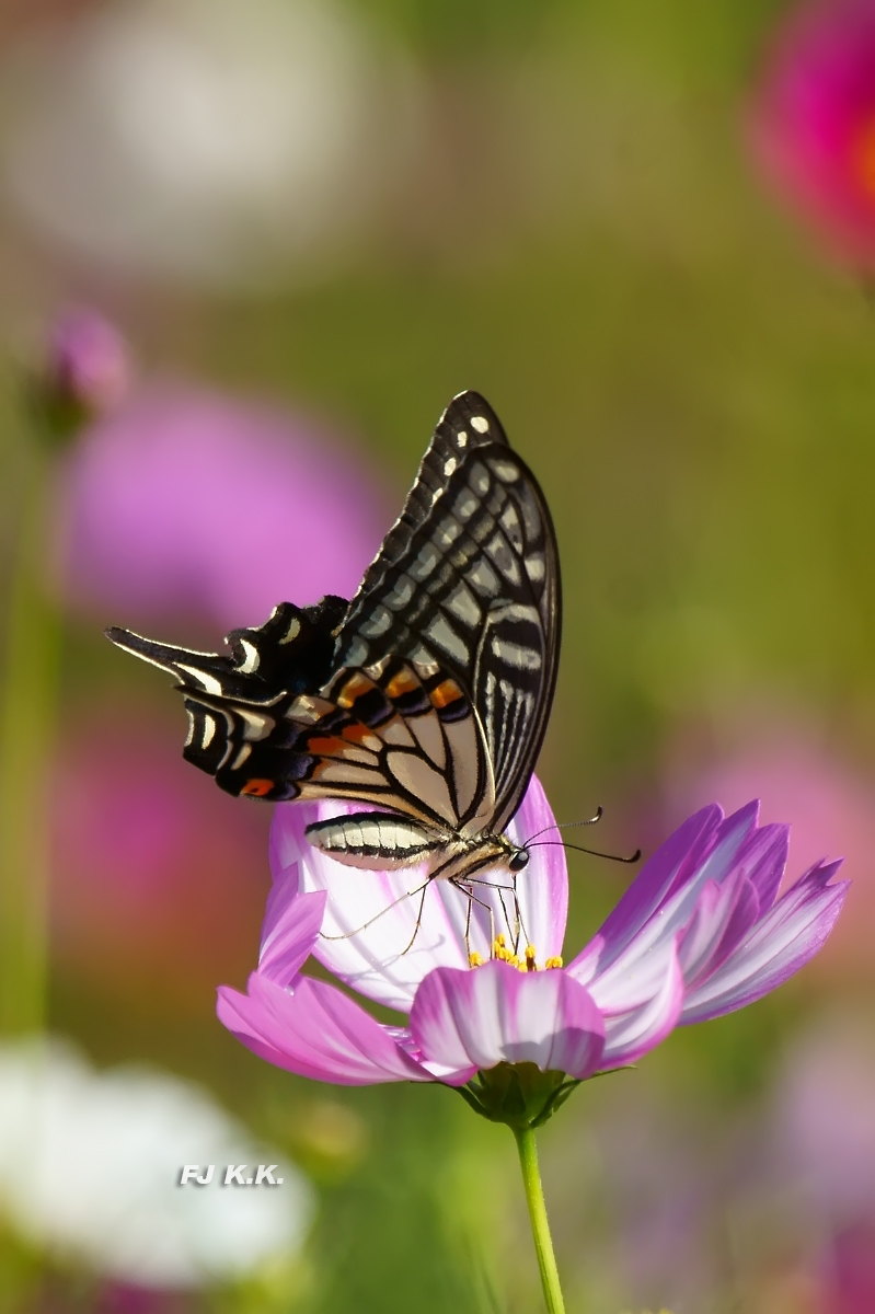 DSC03721a.jpg