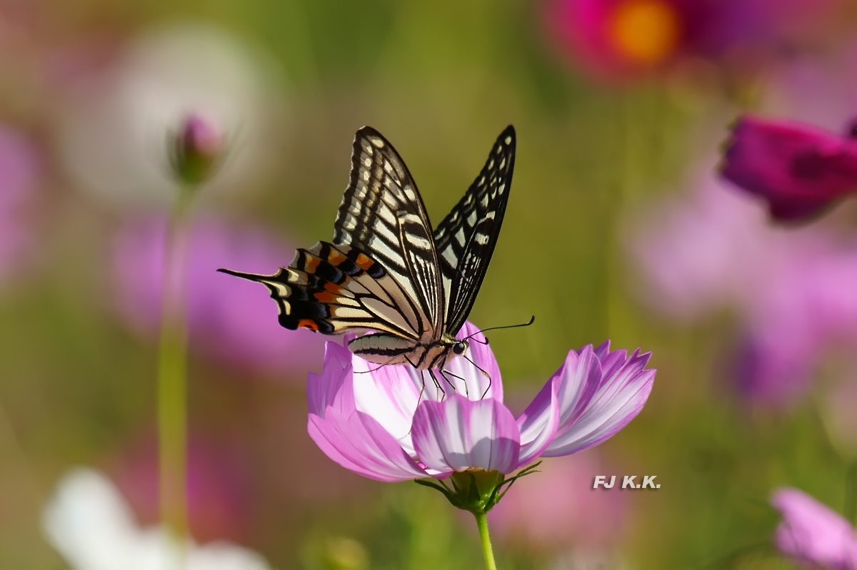 DSC03707a.jpg
