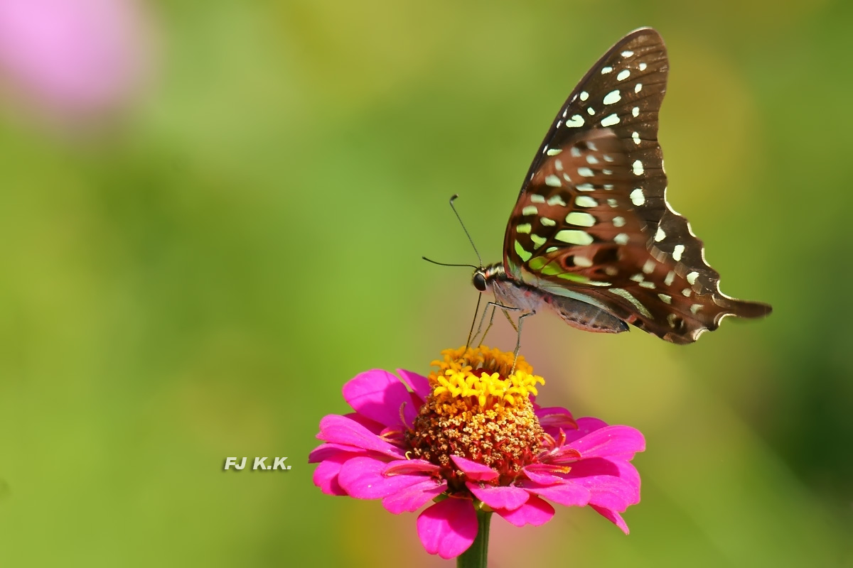 DSC04923a.jpg