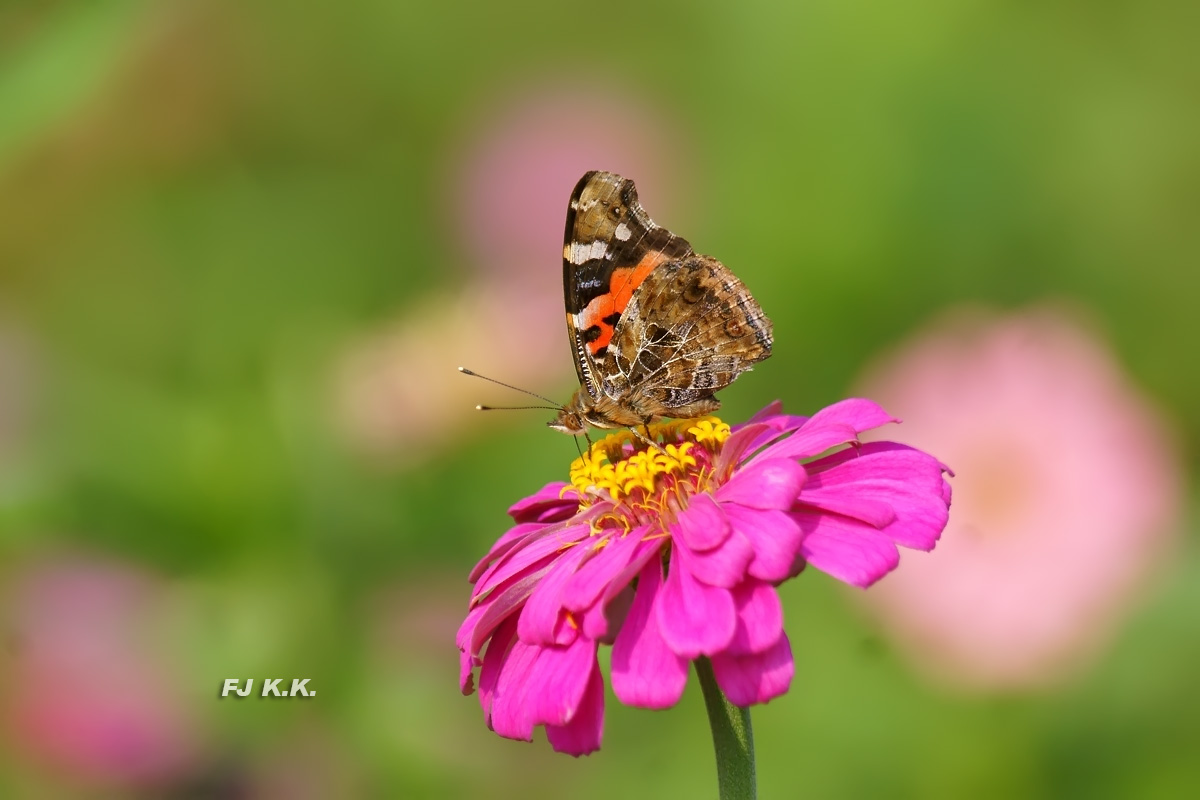 DSC03991a.jpg