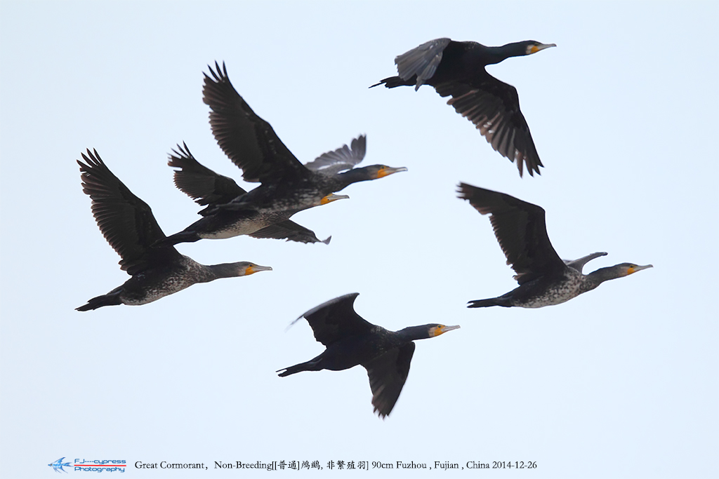 2014-12-26-ͨ-90cm--Ƿֳ-B3F6643.jpg