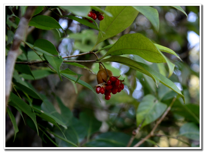 Pittosporum illicioides___ԭҰ_2013-11-30_.jpg