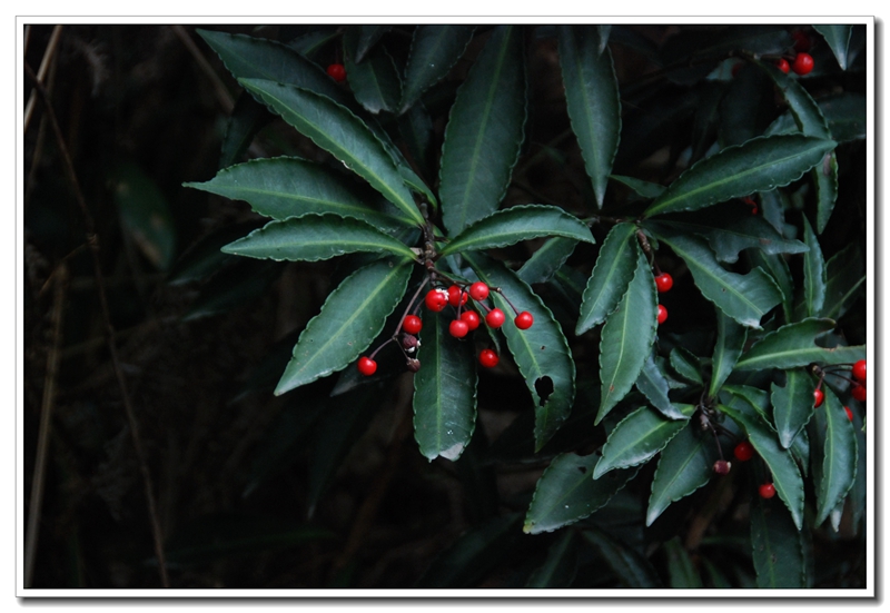 Ardisia crenata_ɰ__ԭҰ_2015-1-11_.jpg