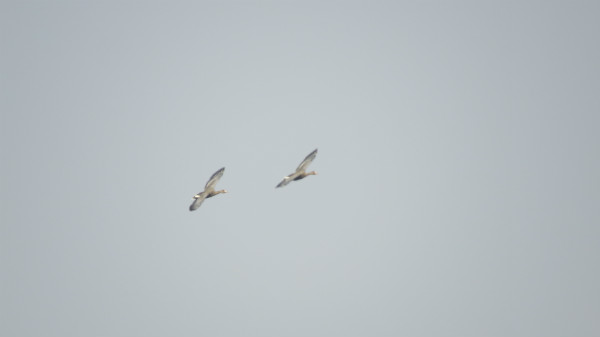 IMG_2667.jpg