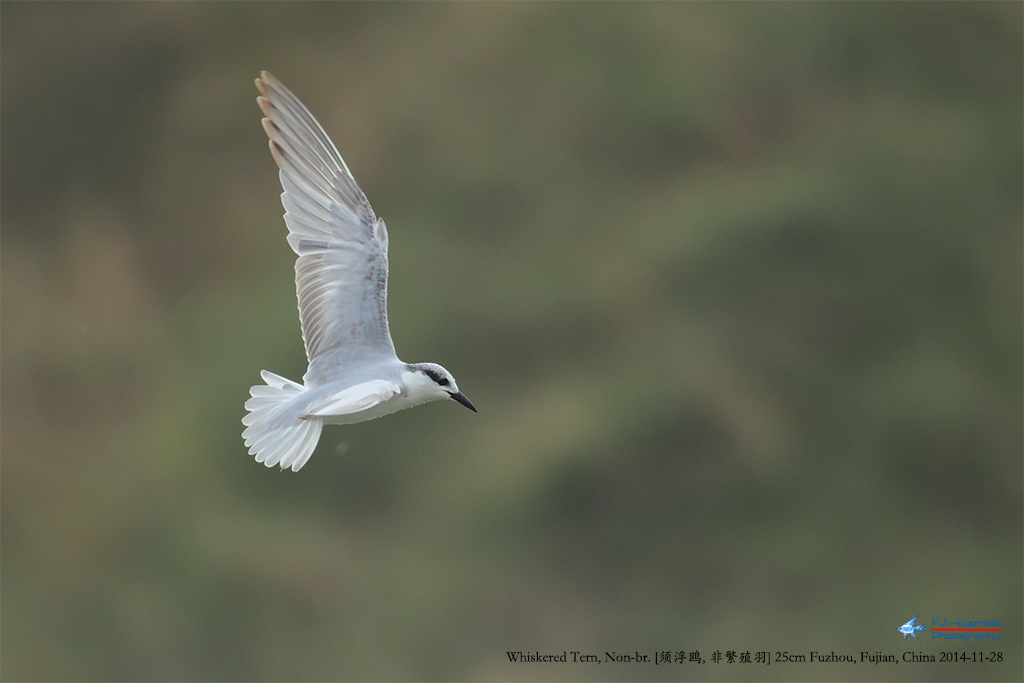 2014-11-28-븡Ÿ6-25cm-Ƿֳ--B3F0079.jpg