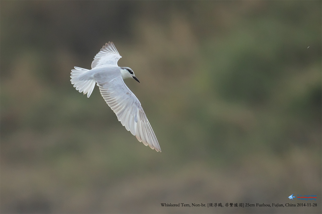2014-11-28-븡Ÿ7-25cm-Ƿֳ--B3F0078.jpg