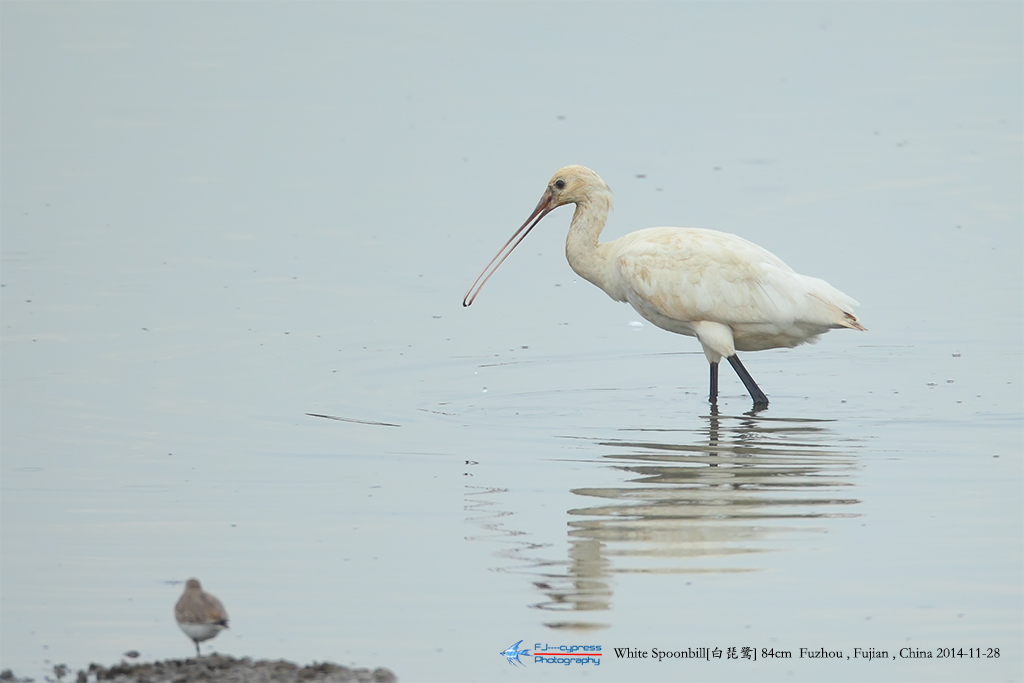 2014-11-28--82cm--Ƿֳ-B3F9805.jpg