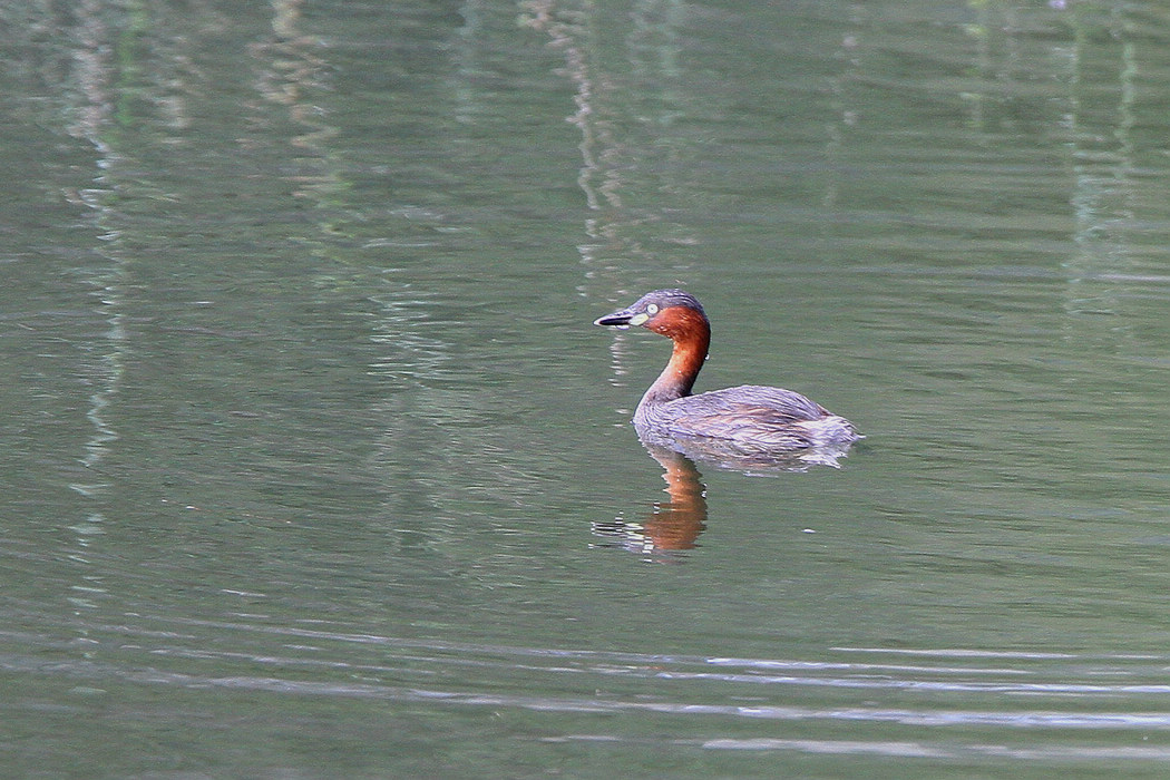 IMG_0056b.jpg