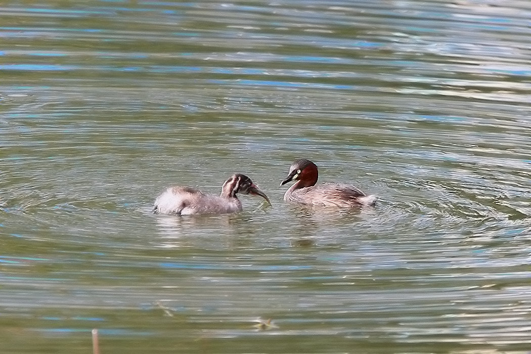 IMG_0123b.jpg