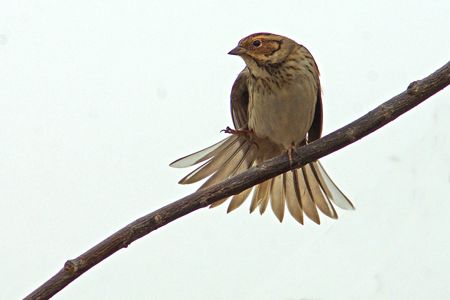 0c903.jpg