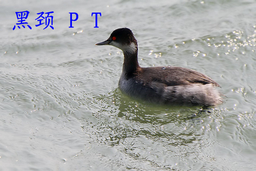 �ھ�PT �Ƿ�ֳ��.jpg