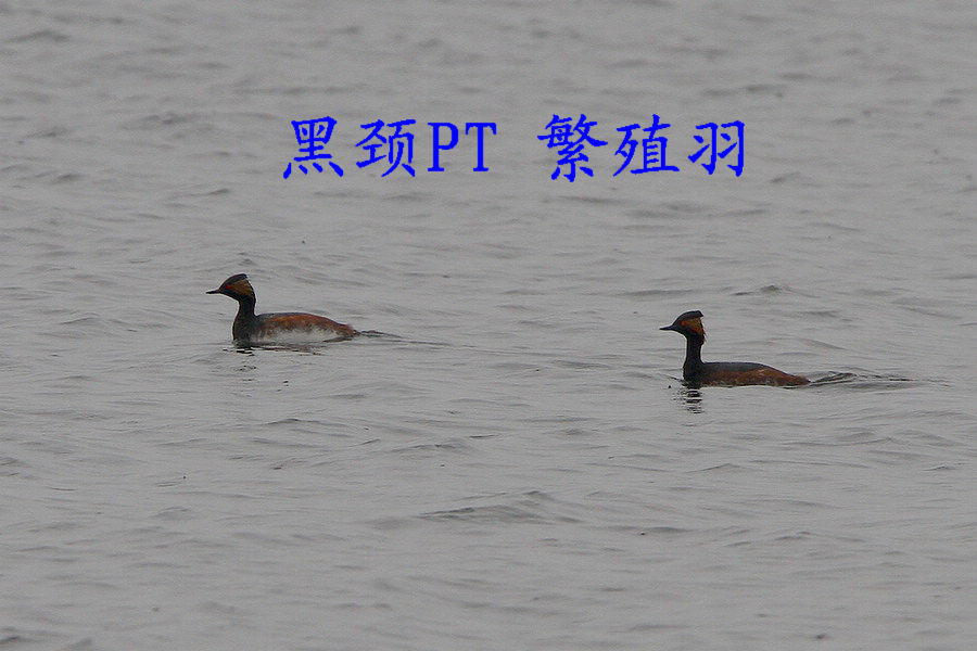 �ھ�PT ��ֳ��.jpg