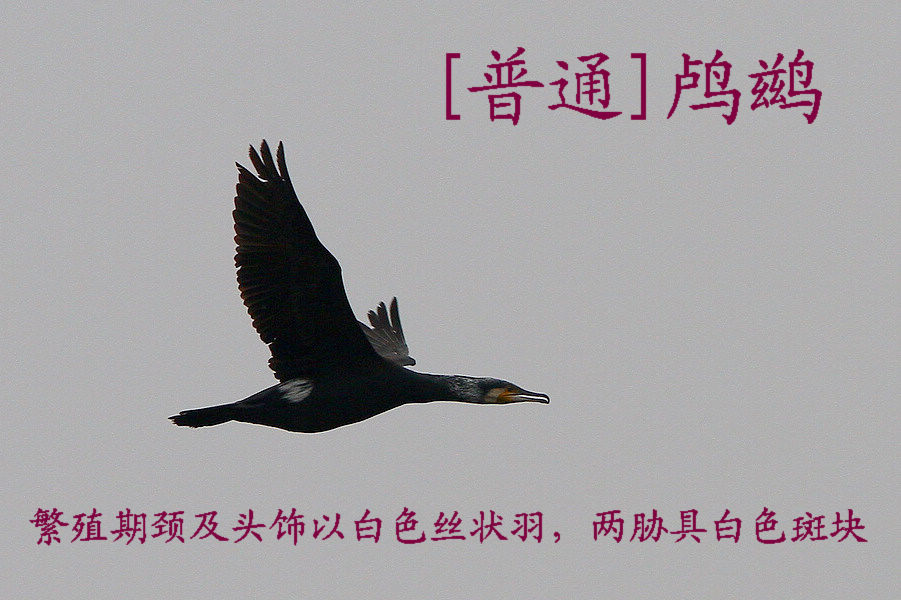 ��� ��ֳ��.jpg