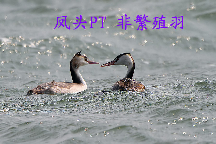 ��ͷPT �Ƿ�ֳ��.jpg