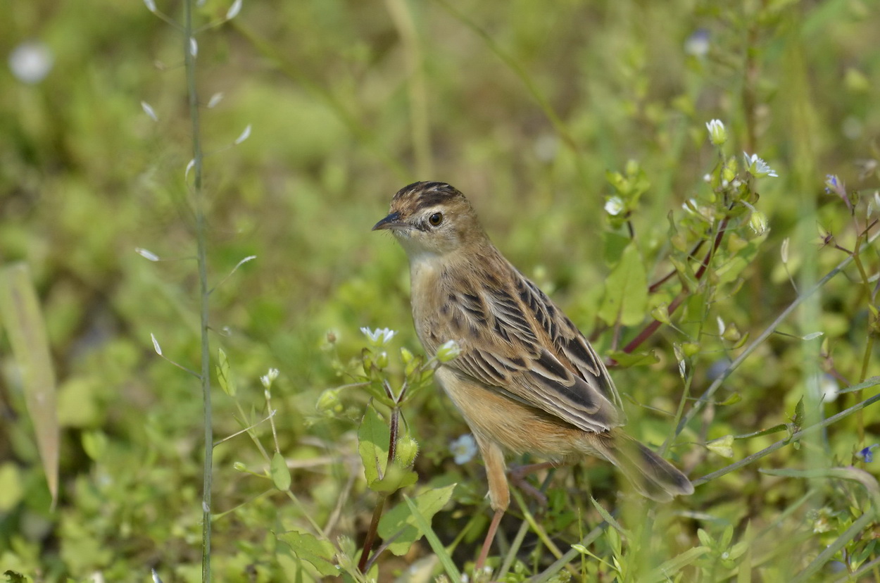 _DSC9612n.JPG