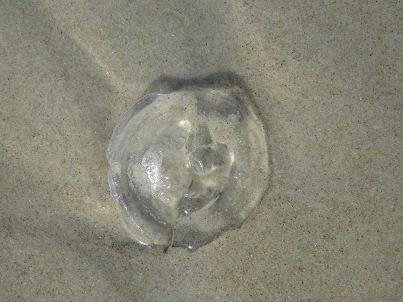 ˮĸ