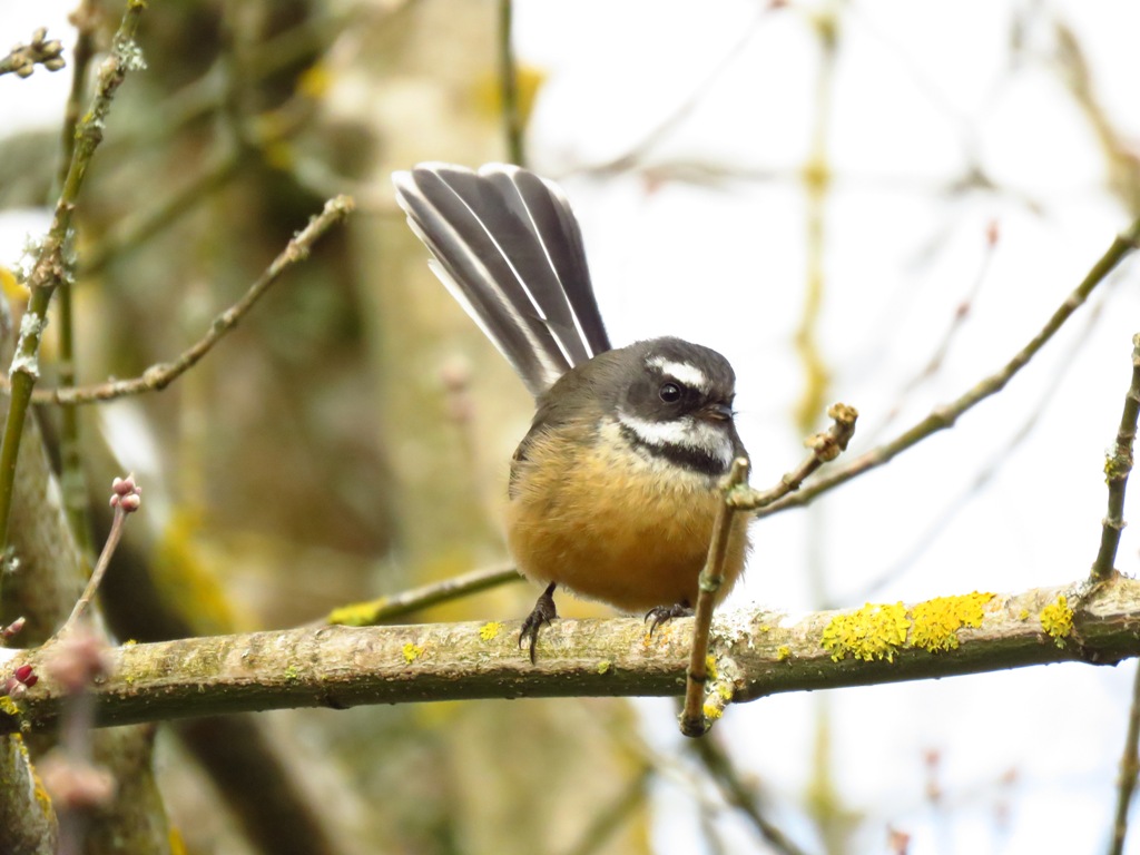 fantail βl.JPG