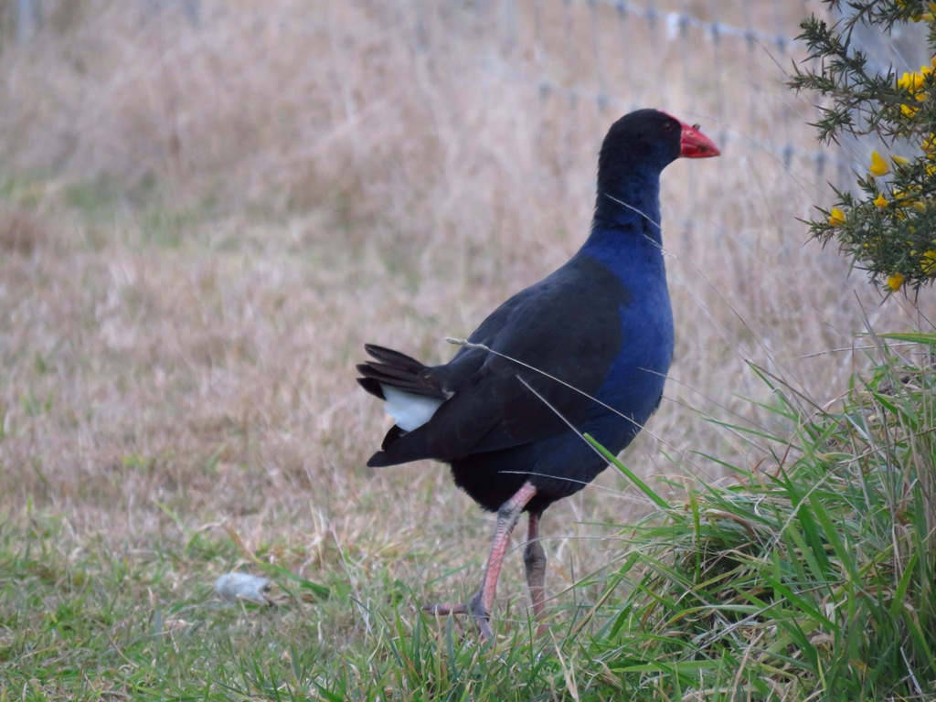 pukeko.JPG