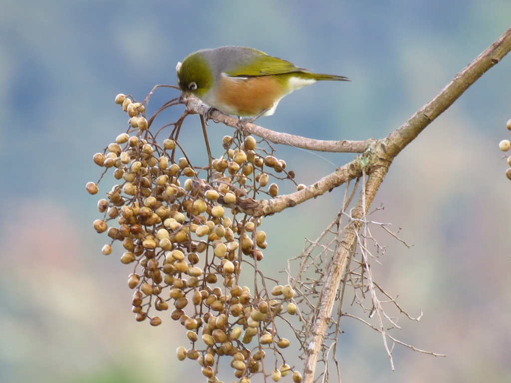 silvereye.JPG