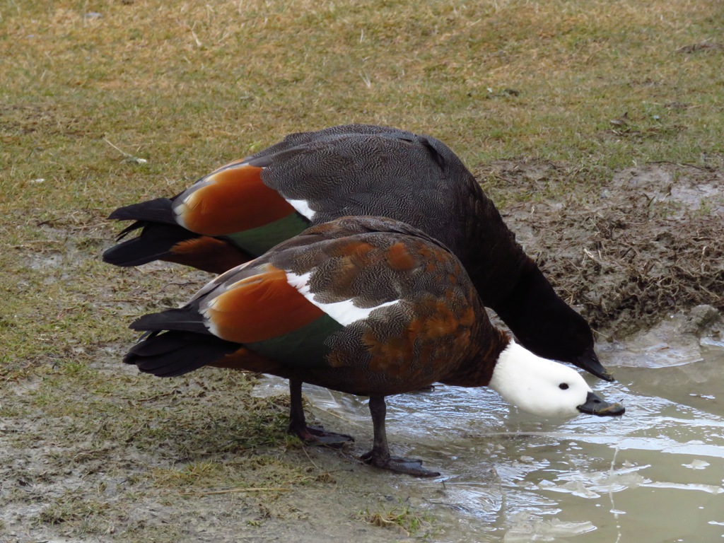 paradise shelduck Ѽ.JPG