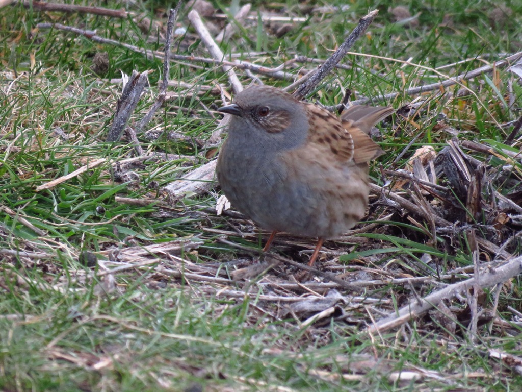 hedge sparrowȸ.JPG