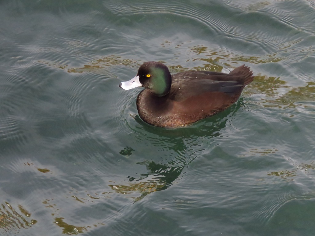 nz scaupǱѼ.JPG