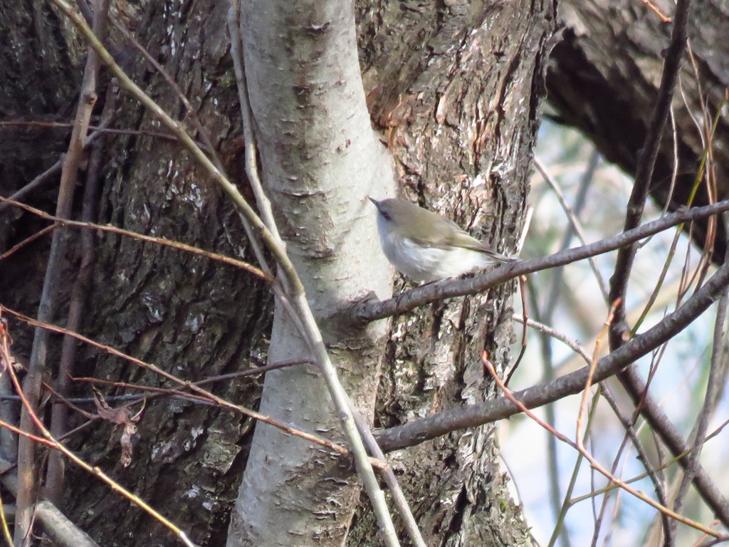 grey wable.JPG