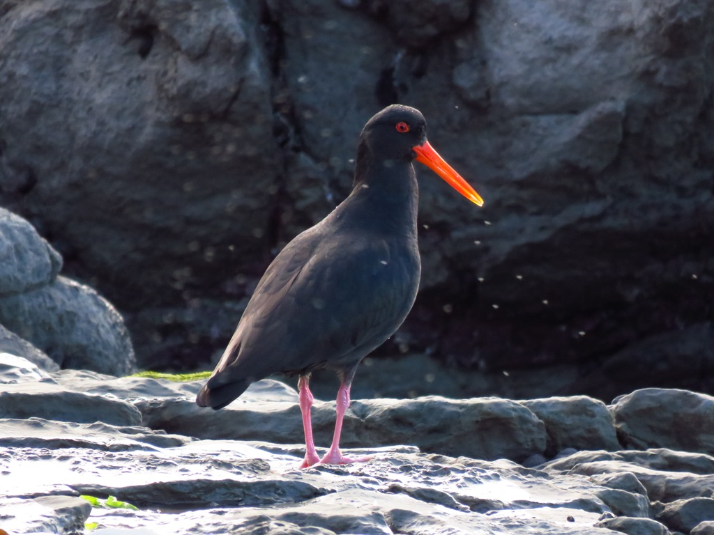 oystercatcher.JPG