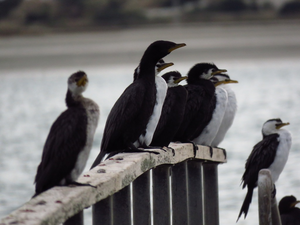 shag.JPG