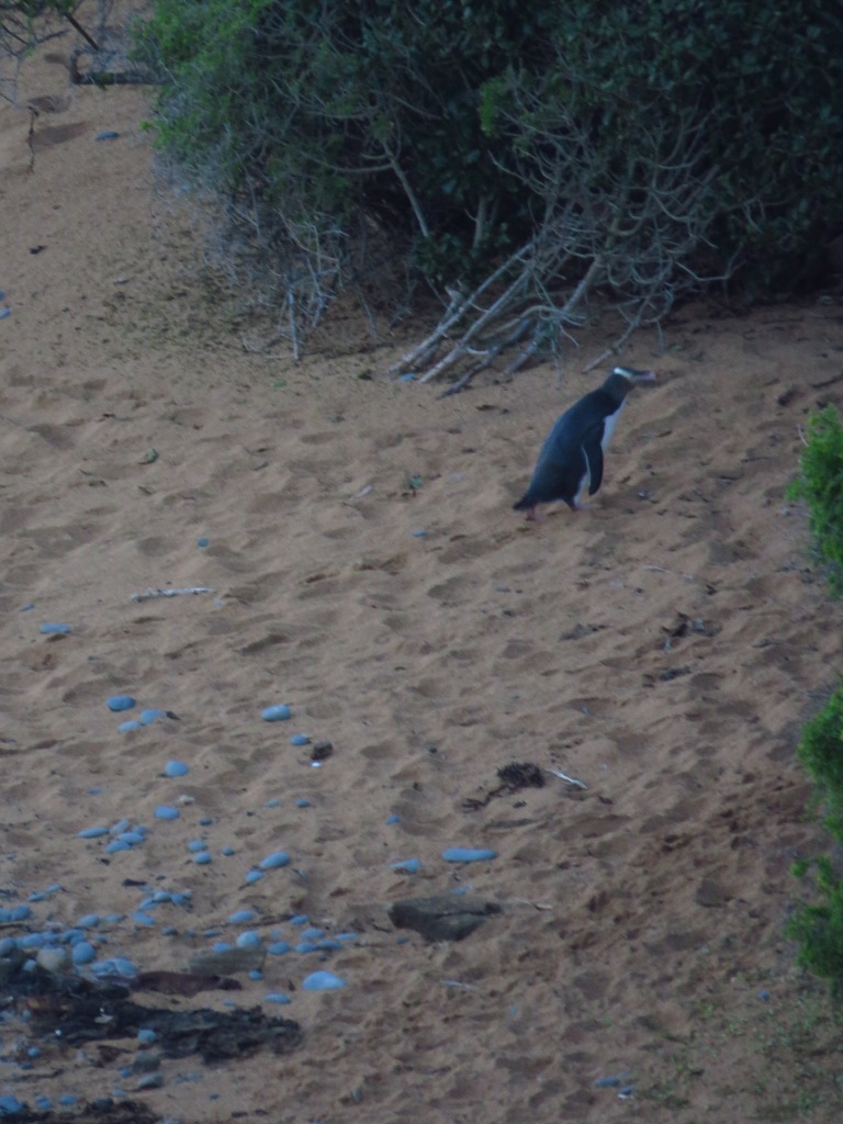 yellow-eyed penguin.JPG