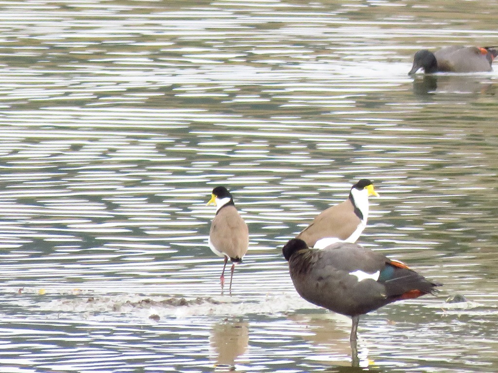 spur-winged plover.JPG