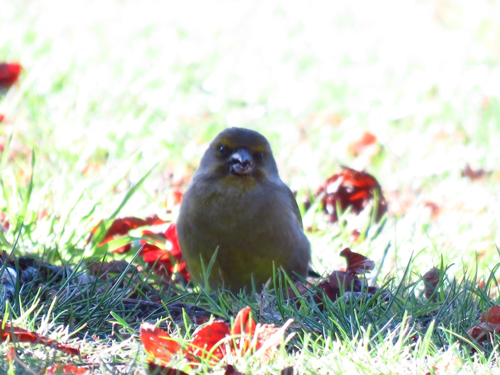 greenfinch.JPG