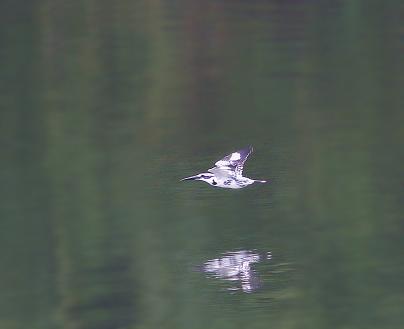 _MG_3241_.jpg
